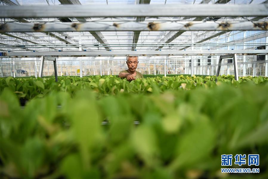 （壯麗70年　奮斗新時(shí)代&mdash;&mdash;推動(dòng)高質(zhì)量發(fā)展調(diào)研行&middot;圖文互動(dòng)）（3）黑龍江賓縣：&ldquo;北菜南銷&rdquo;演繹結(jié)構(gòu)調(diào)整&ldquo;大文章&rdquo; 