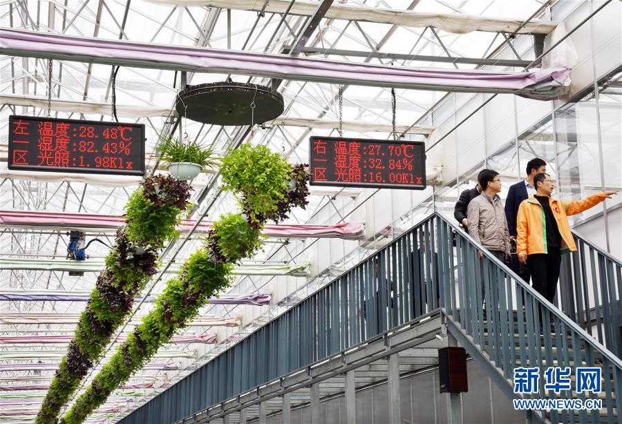 （壯麗70年&middot;奮斗新時代&middot;圖文互動）（2）山東壽光：一棵&ldquo;菜&rdquo;興一座城 