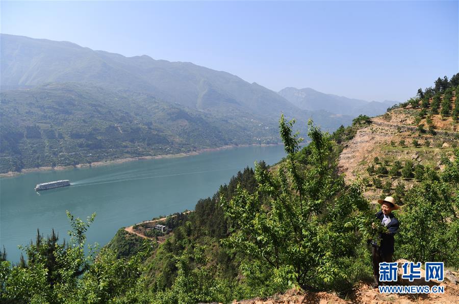 （在習近平新時代中國特色社會主義思想指引下&mdash;&mdash;新時代新作為新篇章）（12）重慶巫山：&ldquo;生態(tài)寶貝&rdquo;變身&ldquo;搖錢樹&rdquo;