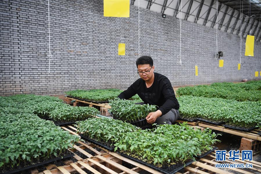 (在習(xí)近平新時(shí)代中國(guó)特色社會(huì)主義思想指引下——新時(shí)代新作為新篇章·圖文互動(dòng))(8)在綠色田野上書寫青春答卷——幾位“新農(nóng)民”的返鄉(xiāng)創(chuàng)業(yè)故事