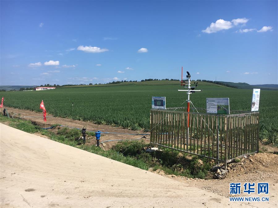 （在習(xí)近平新時代中國特色社會主義思想指引下&mdash;&mdash;新時代新作為新篇章&middot;圖文互動）（3）牡丹江：小果蔬透著三種&ldquo;范兒&rdquo;