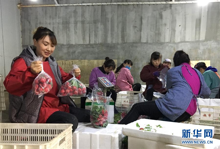 （在習(xí)近平新時代中國特色社會主義思想指引下&mdash;&mdash;新時代新作為新篇章&middot;圖文互動）（2）牡丹江：小果蔬透著三種&ldquo;范兒&rdquo;