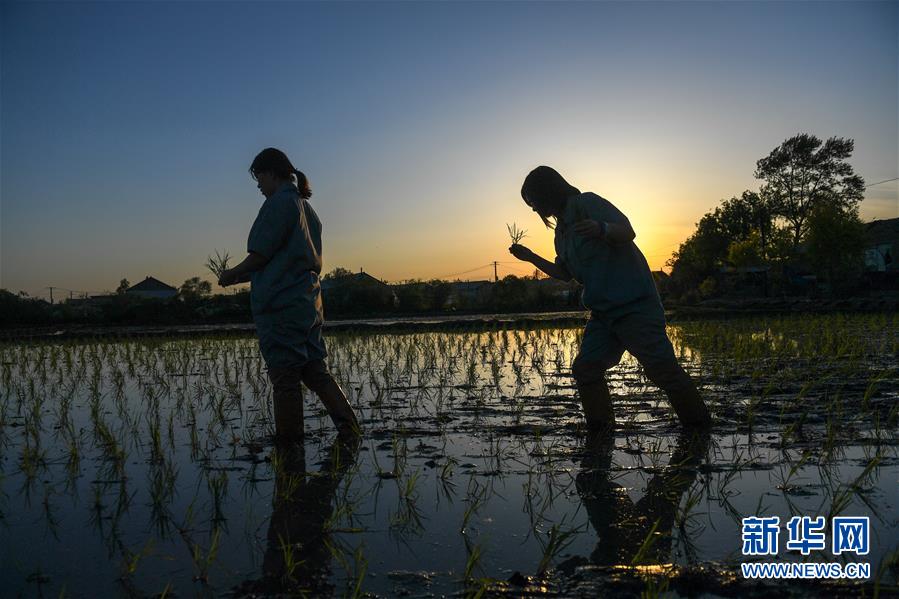 （在習(xí)近平新時(shí)代中國(guó)特色社會(huì)主義思想指引下&mdash;&mdash;新時(shí)代新作為新篇章&middot;圖文互動(dòng)）（2）大學(xué)生種田讓農(nóng)民&ldquo;老把式&rdquo;開了眼&mdash;&mdash;吉林長(zhǎng)白山下的稻田新事