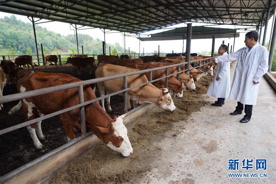 （直過民族脫貧攻堅(jiān)&middot;圖文互動）（4）&ldquo;人類童年&middot;西盟佤部落&rdquo;成長記