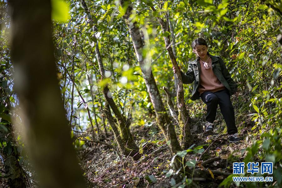 （直過民族脫貧攻堅&middot;圖文互動）（6）滿目青山變成&ldquo;綠色銀行&rdquo;&mdash;&mdash;我國獨(dú)龍族人民走出綠色脫貧之路