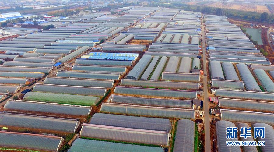 (新華全媒頭條·圖文互動(dòng))(4)和蔬菜“說話”的人——中國工程院院士李天來的“棚菜人生”