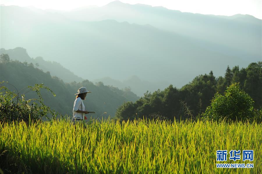 (新華全媒頭條·圖文互動)(9)咱們村里的年輕人——記奮戰(zhàn)在貴州脫貧攻堅(jiān)一線的青年