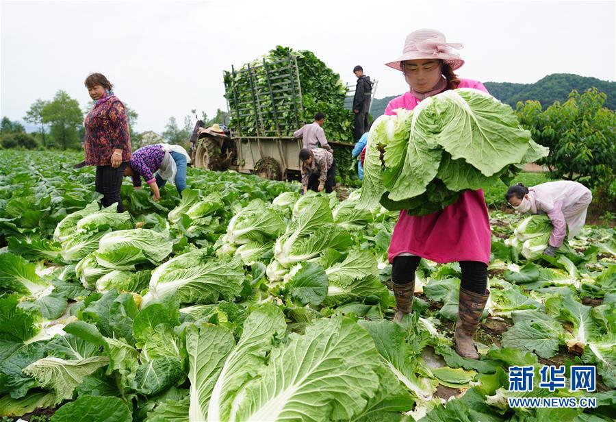 （走基層 聽民聲&middot;圖文互動）（1）陜西：太白山下種蔬菜 質(zhì)優(yōu)價高不愁賣