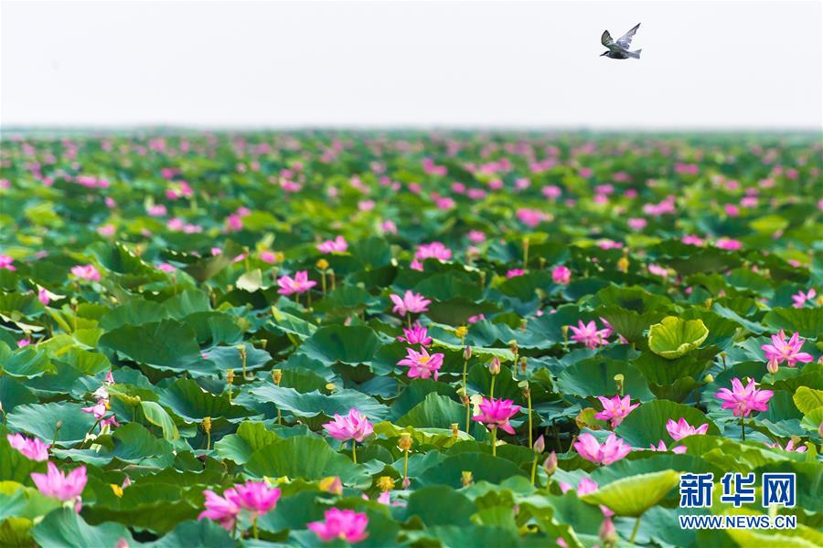 （壯麗70年&middot;奮斗新時(shí)代&mdash;&mdash;共和國發(fā)展成就巡禮&middot;圖文互動(dòng)）（5）潮涌楚天闊&mdash;&mdash;湖北砥礪奮進(jìn)70年譜寫高質(zhì)量發(fā)展華章