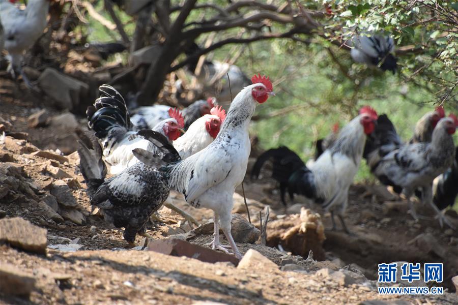 （圖文互動）（1）&ldquo;退休創(chuàng)客&rdquo;的山鄉(xiāng)致富&ldquo;合作社&rdquo;