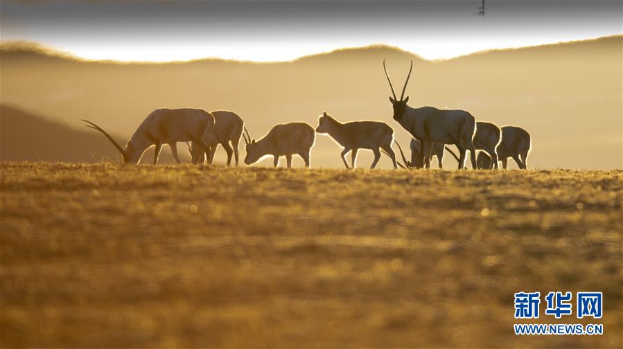 （壯麗70年&middot;奮斗新時(shí)代&mdash;&mdash;共和國發(fā)展成就巡禮&middot;圖文互動(dòng)）（7）人間奇跡在高原&mdash;&mdash;新中國成立70年西藏發(fā)展成就紀(jì)實(shí)