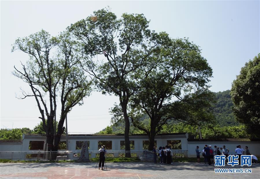 （壯麗70年&middot;奮斗新時代&mdash;&mdash;記者再走長征路&middot;圖文互動）（6）&ldquo;紅軍樹&rdquo;下憶初心、守初心