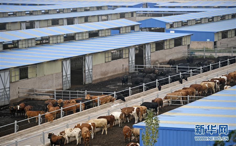 （壯麗70年&middot;奮斗新時(shí)代&mdash;&mdash;共和國(guó)發(fā)展成就巡禮&middot;圖文互動(dòng)）（11）生態(tài)美、百姓富&mdash;&mdash;品讀嶄新&ldquo;寧夏畫(huà)卷&rdquo;