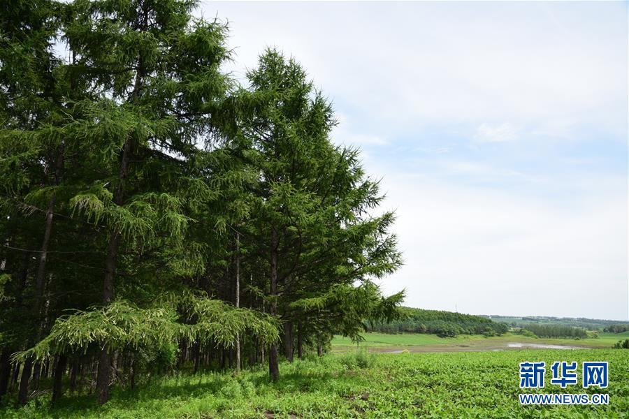 （在習(xí)近平新時代中國特色社會主義思想指引下&mdash;&mdash;新時代新作為新篇章&middot;圖文互動）（1）向林木要錢，讓綠樹生金&mdash;&mdash;黑龍江省拜泉縣發(fā)展綠色經(jīng)濟助脫貧