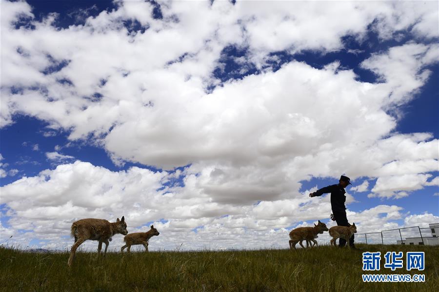 (今日關(guān)注·第一屆國(guó)家公園論壇·圖文互動(dòng))(5)首個(gè)國(guó)家公園什么樣?專(zhuān)家?guī)阆?ldquo;睹”為快