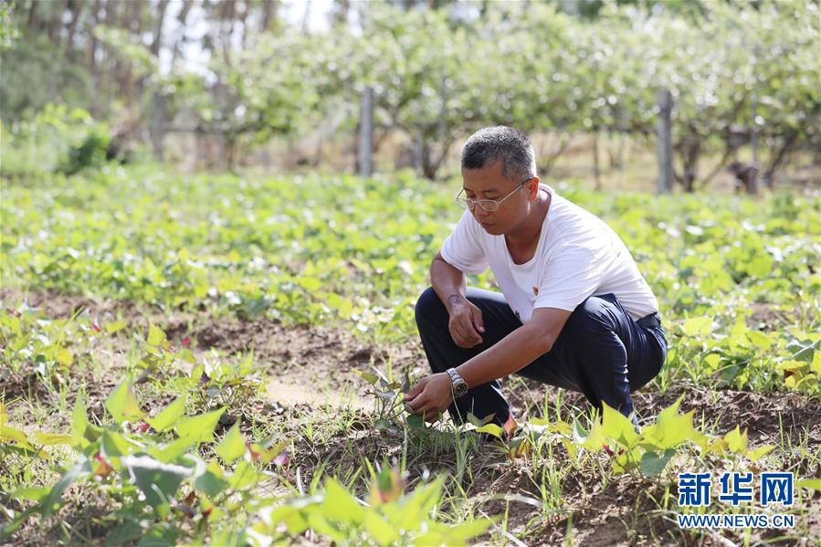 （不忘初心、牢記使命&middot;圖文互動）（4）&ldquo;上天入地&rdquo;也要帶領鄉(xiāng)親脫貧&mdash;&mdash;記廣東那毛村駐村第一書記彭彬