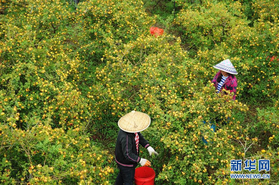 （全面深化改革&middot;圖文互動）（4）&ldquo;減&rdquo;出效益 &ldquo;融&rdquo;出特色 &ldquo;服&rdquo;出動力&mdash;&mdash;貴州推進農(nóng)村產(chǎn)業(yè)結(jié)構(gòu)調(diào)整觀察