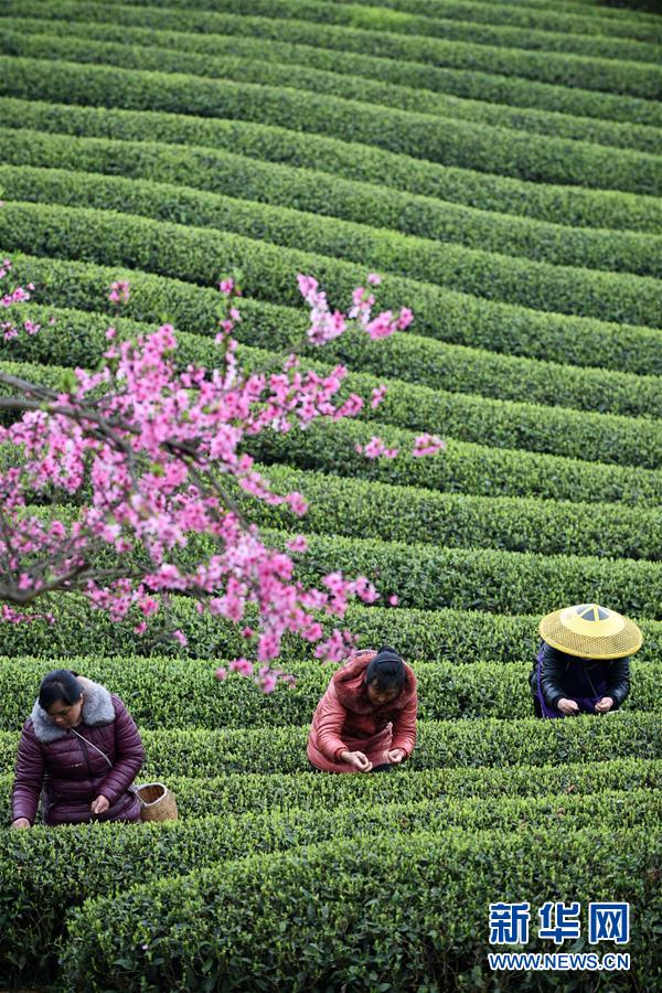 （全面深化改革&middot;圖文互動）（7）&ldquo;減&rdquo;出效益 &ldquo;融&rdquo;出特色 &ldquo;服&rdquo;出動力&mdash;&mdash;貴州推進農(nóng)村產(chǎn)業(yè)結(jié)構(gòu)調(diào)整觀察