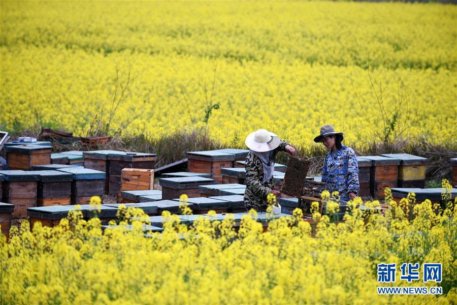 （全面深化改革&middot;圖文互動）（8）&ldquo;減&rdquo;出效益 &ldquo;融&rdquo;出特色 &ldquo;服&rdquo;出動力&mdash;&mdash;貴州推進農(nóng)村產(chǎn)業(yè)結(jié)構(gòu)調(diào)整觀察