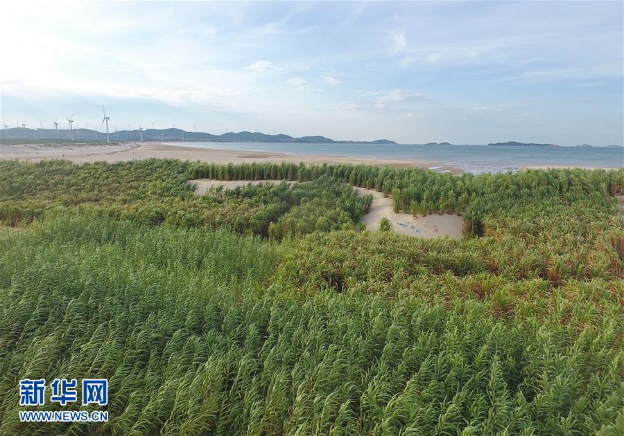 （不忘初心、牢記使命&middot;圖文互動）（2）拳拳寸草心 濃濃報國情&mdash;&mdash;記&ldquo;菌草之父&rdquo;林占熺