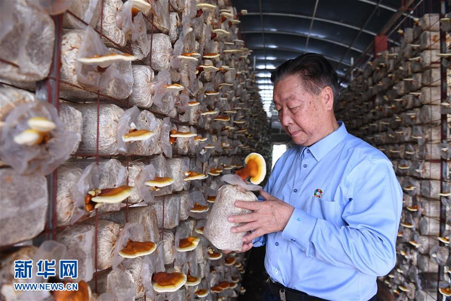 （不忘初心、牢記使命&middot;圖文互動）（1）拳拳寸草心 濃濃報國情&mdash;&mdash;記&ldquo;菌草之父&rdquo;林占熺