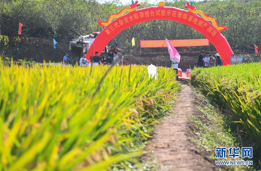 （圖文互動(dòng)）（1）1046.3公斤！袁隆平第三代雜交水稻首次公開測(cè)產(chǎn)
