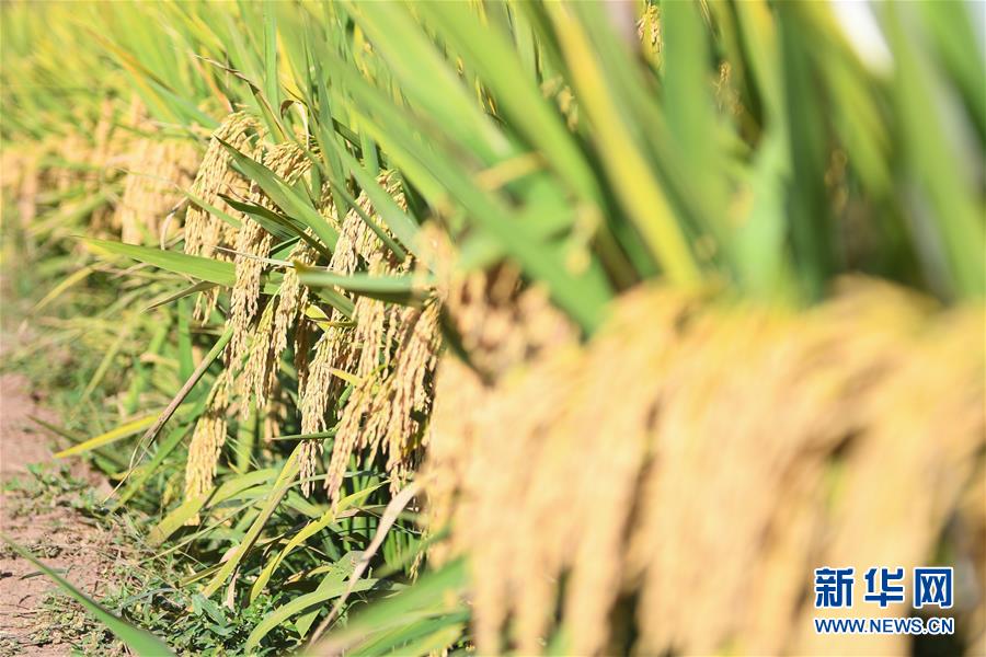 （圖文互動）（8）1046.3公斤！袁隆平第三代雜交水稻首次公開測產(chǎn)