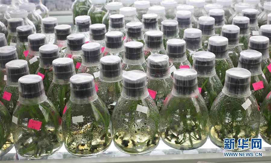 （在習近平新時代中國特色社會主義思想指引下&mdash;&mdash;新時代新作為新篇章&middot;總書記關(guān)心的百姓身邊事&middot;圖文互動）（3）&ldquo;科技秀才&rdquo;給田野帶來新希望