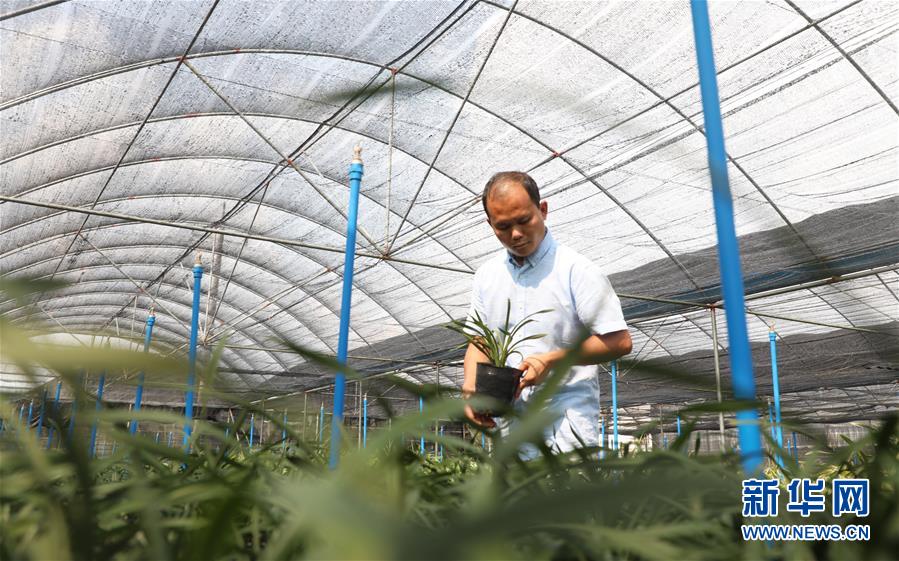 （在習近平新時代中國特色社會主義思想指引下&mdash;&mdash;新時代新作為新篇章&middot;總書記關(guān)心的百姓身邊事&middot;圖文互動）（4）&ldquo;科技秀才&rdquo;給田野帶來新希望