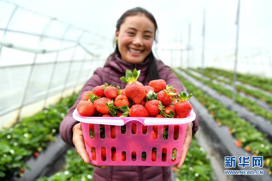 （新華全媒頭條&middot;決戰(zhàn)決勝脫貧攻堅(jiān)&middot;圖文互動）（2）歷史的決戰(zhàn)　偉大的創(chuàng)舉&mdash;&mdash;&ldquo;世界屋脊&rdquo;上的反貧困奇跡 