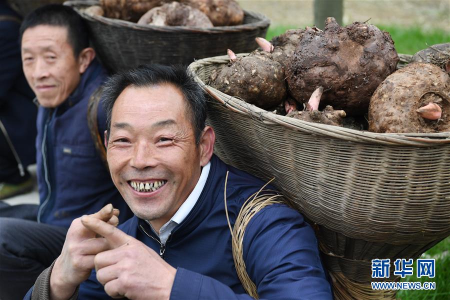 (脫貧攻堅(jiān))(1)陜西嵐皋魔芋 助力脫貧攻堅(jiān)