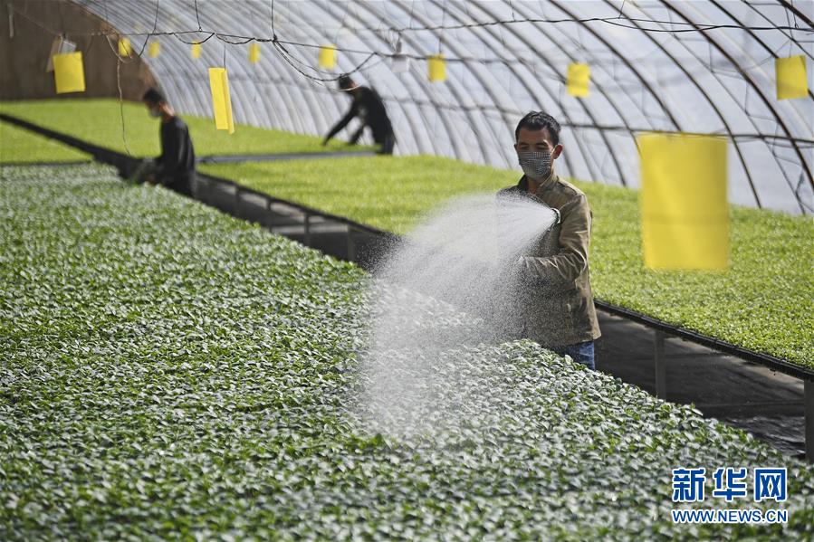 (新華全媒頭條·圖文互動(dòng))(12)磨難壓不垮 奮起正當(dāng)時(shí)——習(xí)近平總書記在統(tǒng)籌推進(jìn)新冠肺炎疫情防控和經(jīng)濟(jì)社會(huì)發(fā)展工作部署會(huì)議上的重要講話振奮人心凝聚力量