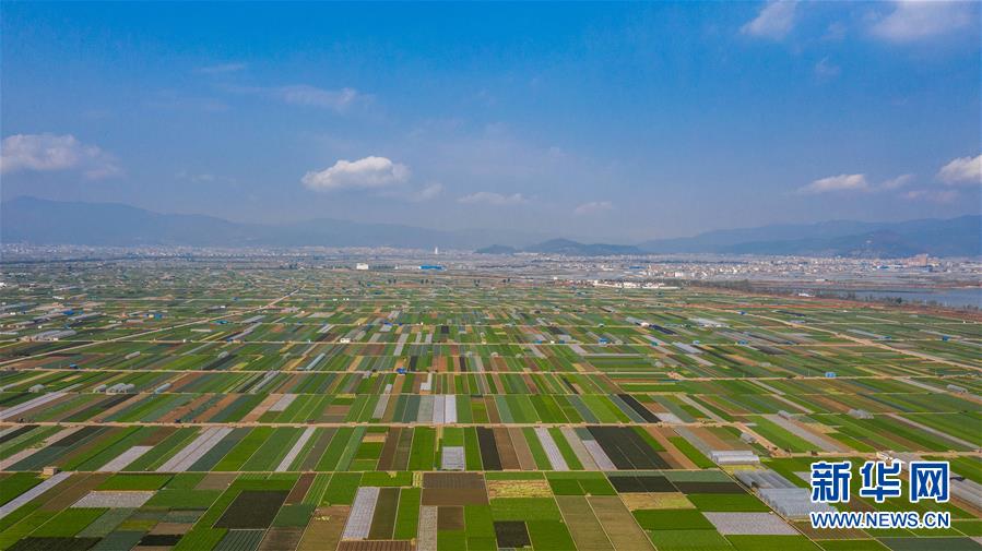 （抓好春耕備耕 穩(wěn)住農(nóng)業(yè)生產(chǎn)&middot;圖文互動(dòng)）（5）&ldquo;栽種的是菜苗，收獲的是希望&rdquo;&mdash;&mdash;云南蔬菜集散地通海縣春耕見聞 