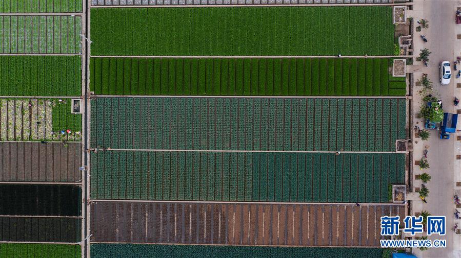 （抓好春耕備耕 穩(wěn)住農(nóng)業(yè)生產(chǎn)&middot;圖文互動(dòng)）（1）&ldquo;栽種的是菜苗，收獲的是希望&rdquo;&mdash;&mdash;云南蔬菜集散地通?？h春耕見聞 