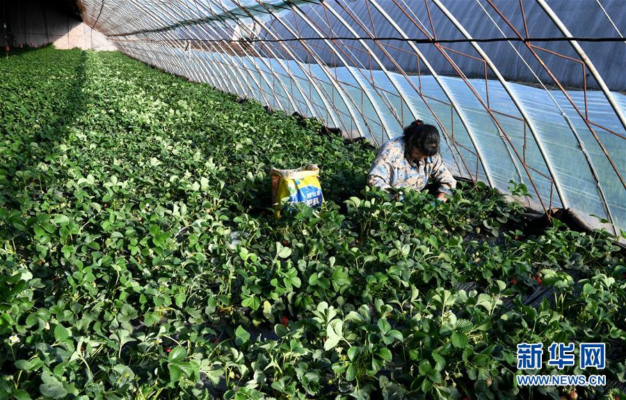 （在習近平新時代中國特色社會主義思想指引下&mdash;&mdash;新時代新作為新篇章&middot;習近平總書記關切事&middot;圖文互動）（3）戰(zhàn)&ldquo;疫&rdquo;要勁時，戰(zhàn)&ldquo;貧&rdquo;再加把勁！&mdash;&mdash;中央各部門助力脫貧攻堅很給力