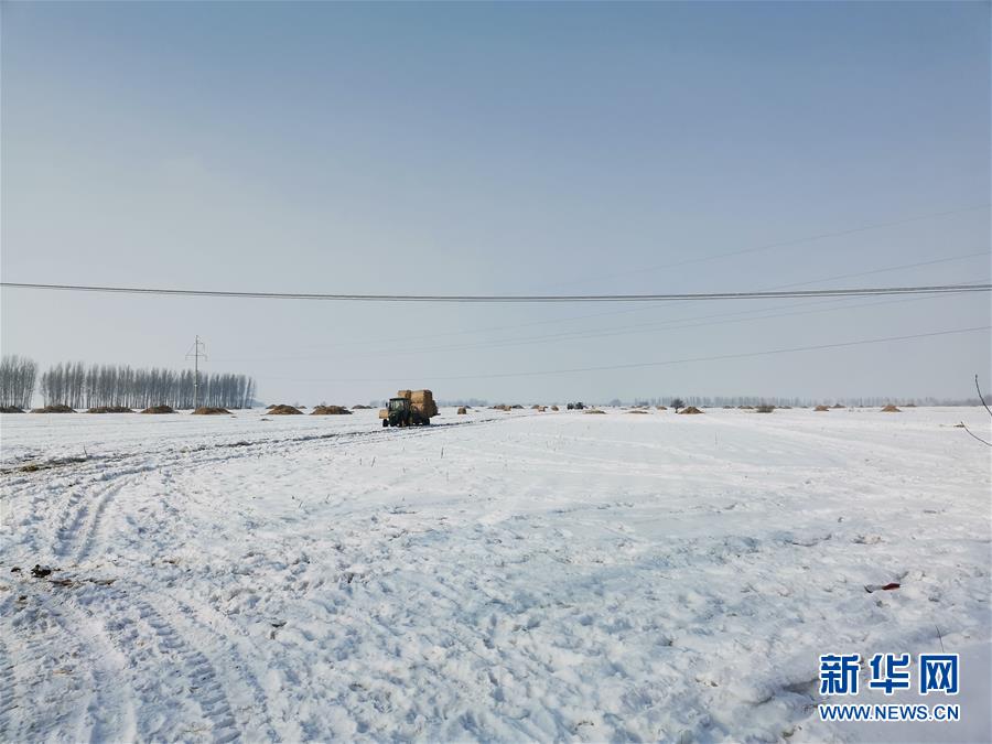 (抓好春耕備耕 穩(wěn)住農(nóng)業(yè)生產(chǎn)·圖文互動)(2)土地找“管家” 線上保春耕——黑龍江省蘭西縣農(nóng)業(yè)生產(chǎn)托管服務見聞