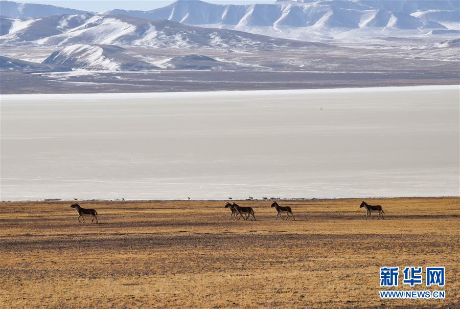 （新華全媒頭條&middot;圖文互動(dòng)）（3）跨越半個(gè)世紀(jì)的生命遷徙&mdash;&mdash;西藏極高海拔生態(tài)搬遷破解人與自然共生難題