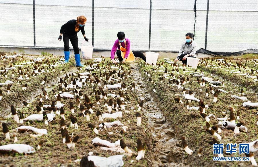 （決戰(zhàn)決勝脫貧攻堅(jiān)&middot;圖文互動）（1）天然&ldquo;寶貝&rdquo;促增收&mdash;&mdash;貴州錦屏縣培育扶貧產(chǎn)業(yè)見聞