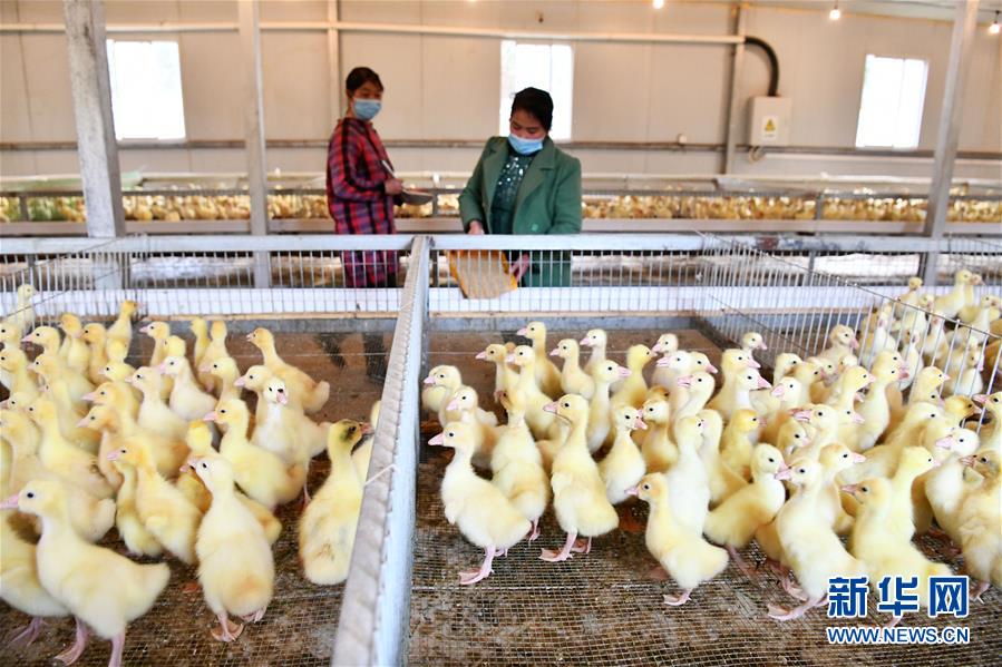 （決戰(zhàn)決勝脫貧攻堅(jiān)&middot;圖文互動）（2）天然&ldquo;寶貝&rdquo;促增收&mdash;&mdash;貴州錦屏縣培育扶貧產(chǎn)業(yè)見聞