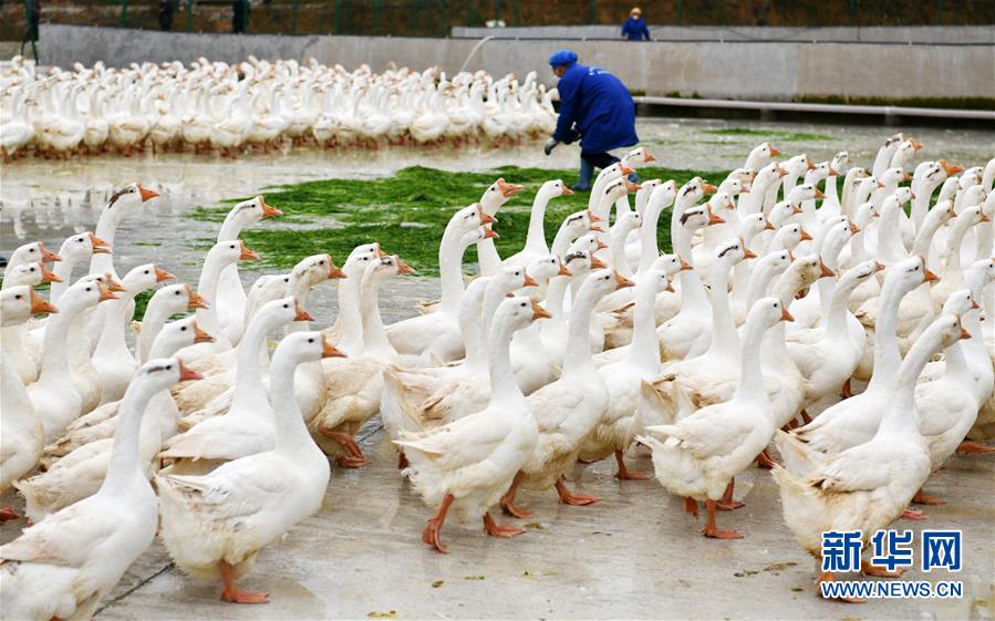 （決戰(zhàn)決勝脫貧攻堅(jiān)&middot;圖文互動）（3）天然&ldquo;寶貝&rdquo;促增收&mdash;&mdash;貴州錦屏縣培育扶貧產(chǎn)業(yè)見聞