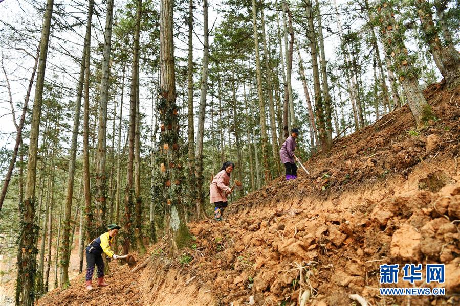 （決戰(zhàn)決勝脫貧攻堅(jiān)&middot;圖文互動）（4）天然&ldquo;寶貝&rdquo;促增收&mdash;&mdash;貴州錦屏縣培育扶貧產(chǎn)業(yè)見聞