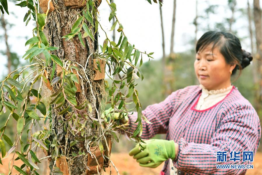 （決戰(zhàn)決勝脫貧攻堅(jiān)&middot;圖文互動）（5）天然&ldquo;寶貝&rdquo;促增收&mdash;&mdash;貴州錦屏縣培育扶貧產(chǎn)業(yè)見聞