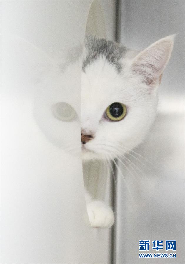 （聚焦疫情防控）（12）武漢：動物醫(yī)院里的臨時(shí)&ldquo;奶爸&rdquo;