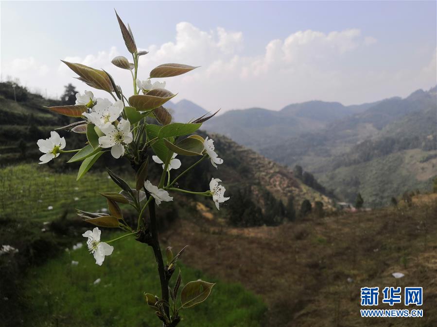 （決戰(zhàn)決勝脫貧攻堅(jiān)&middot;圖文互動(dòng)）（1）寄相思，償夙愿&mdash;&mdash;5封清明&ldquo;家書&rdquo;里的決戰(zhàn)決勝信念