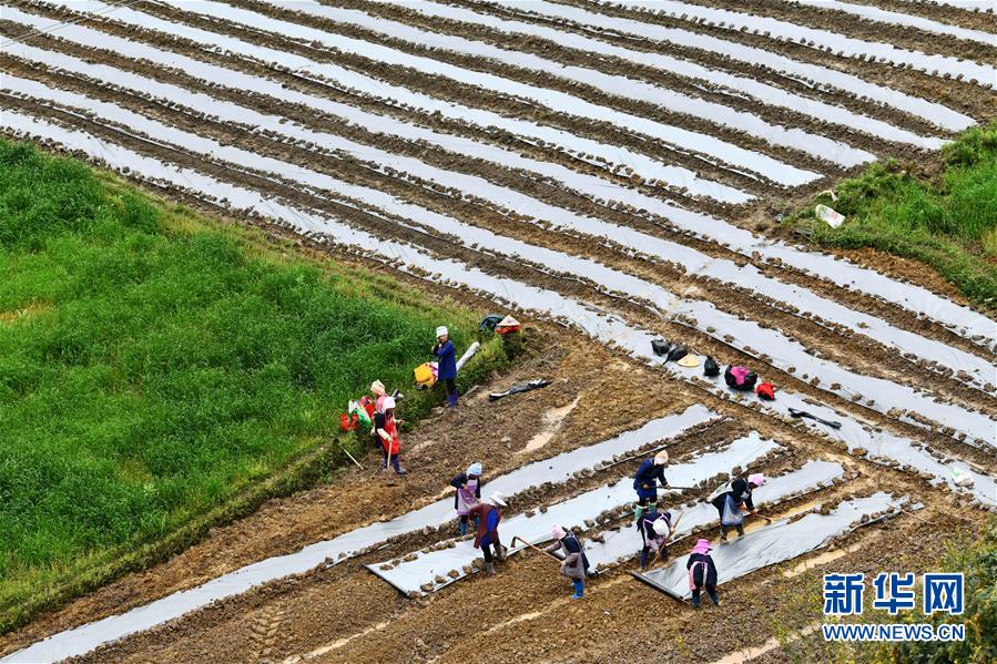 （決戰(zhàn)決勝脫貧攻堅&middot;圖文互動）（5）貴州黔東南：搶抓壩區(qū)春耕 決勝脫貧攻堅