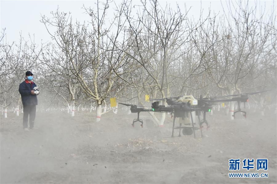 (決戰(zhàn)決勝脫貧攻堅·圖文互動)(1)南疆林果合作社百人技術(shù)隊的“核桃雄心”