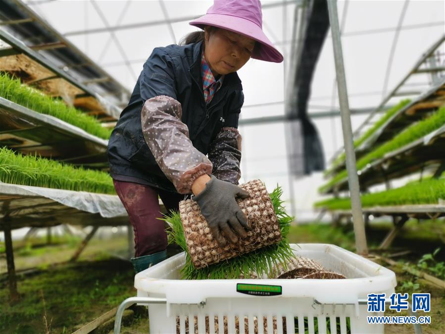 (聚焦農(nóng)業(yè)復(fù)工復(fù)產(chǎn)·圖文互動)(1)發(fā)力“單改雙” ——水稻大省湖南的雙季稻攻堅戰(zhàn)