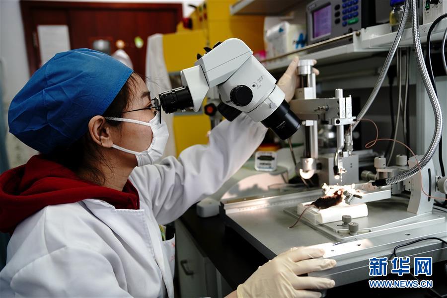 （圖文互動(dòng)）（2）攻擊行為如何被大腦控制？科學(xué)家在小鼠大腦中發(fā)現(xiàn)&ldquo;調(diào)節(jié)開(kāi)關(guān)&rdquo;