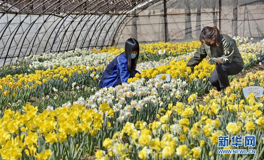 （圖文互動(dòng)）（6）這座小城，鐫刻下怎樣的&ldquo;世園印記&rdquo;&mdash;&mdash;北京世園會(huì)開園一周年探訪延慶