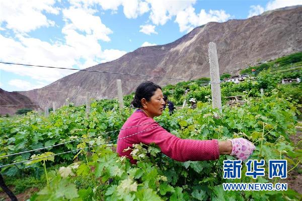 （決戰(zhàn)決勝脫貧攻堅(jiān)&middot;圖文互動(dòng)）（2）西藏昌都&ldquo;甜蜜&rdquo;產(chǎn)業(yè)助脫貧